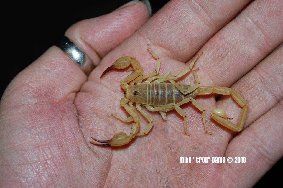 Smeringurus vachoni-duoc-ban-tai-QTArthropodszone (Scorpions Exotic QTVietNam & SpiderHia)