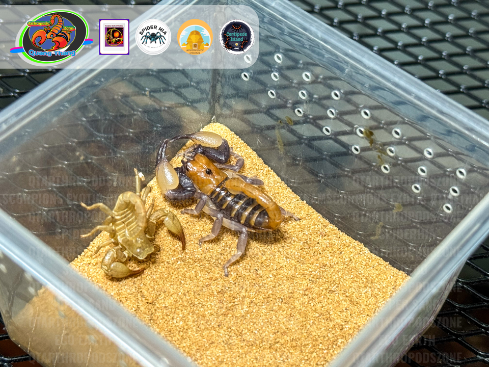 Opistophthalmus carinatus-duoc-ban-tai-QTArthropodszone (Scorpions Exotic QTVietNam & SpiderHia)
