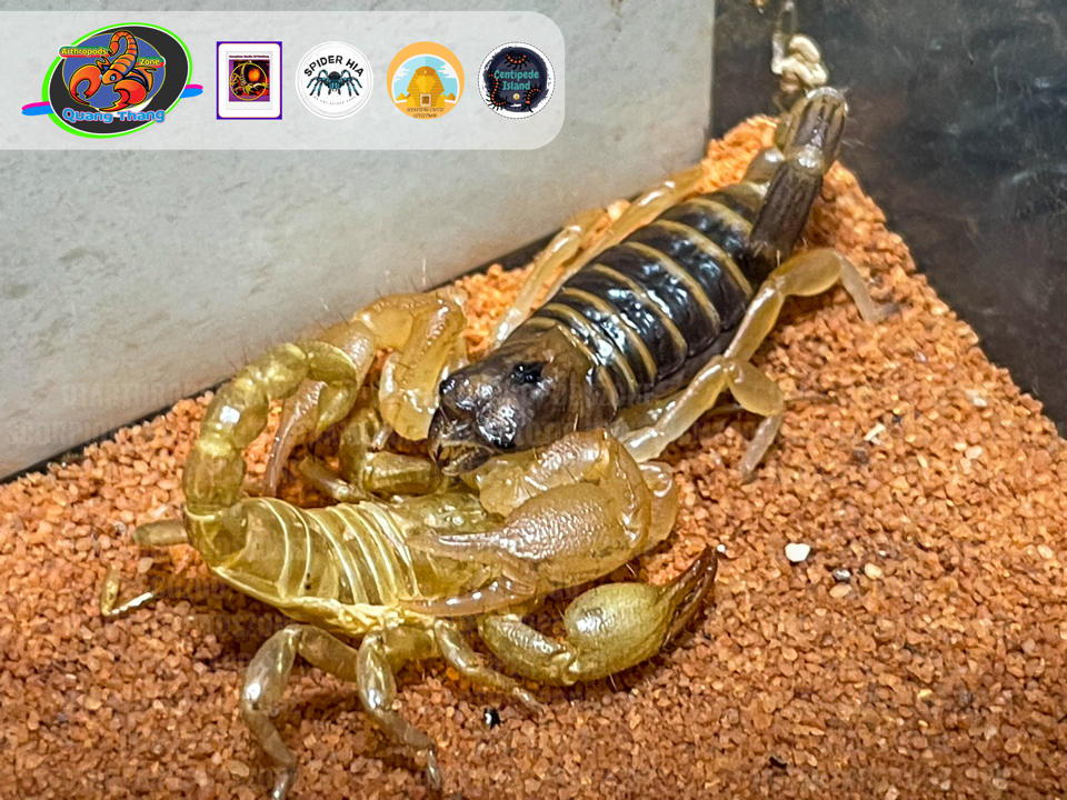 Opistophthalmus boehmi-duoc-ban-tai-QTArthropodszone (Scorpions Exotic QTVietNam & SpiderHia)