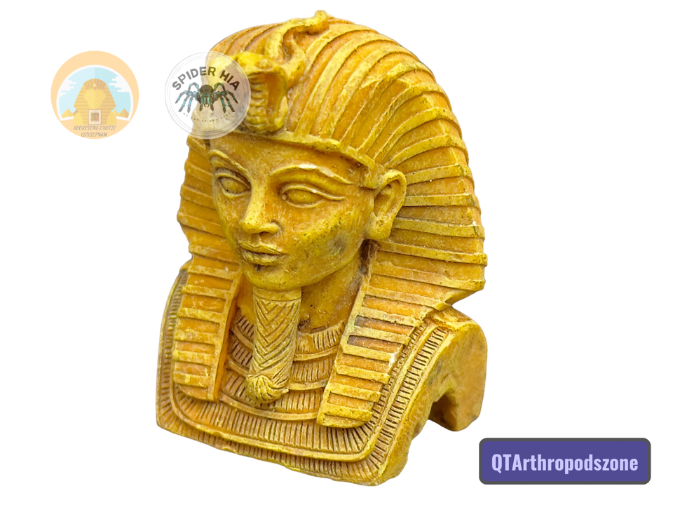 Tượng Vua Pharaoh Ai Cập-duoc-ban-tai-QTArthropodszone (Scorpions Exotic QTVietNam & SpiderHia)