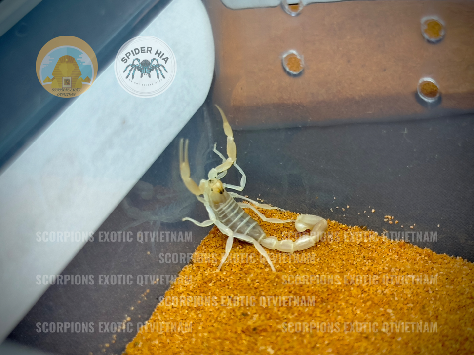 Androctonus finitimus-duoc-ban-tai-QTArthropodszone (Scorpions Exotic QTVietNam & SpiderHia)