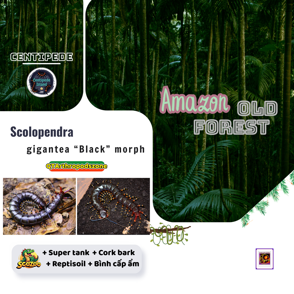Scolopendra gigantea "Black" morph-duoc-ban-tai-QTArthropodszone (Scorpions Exotic QTVietNam & SpiderHia)