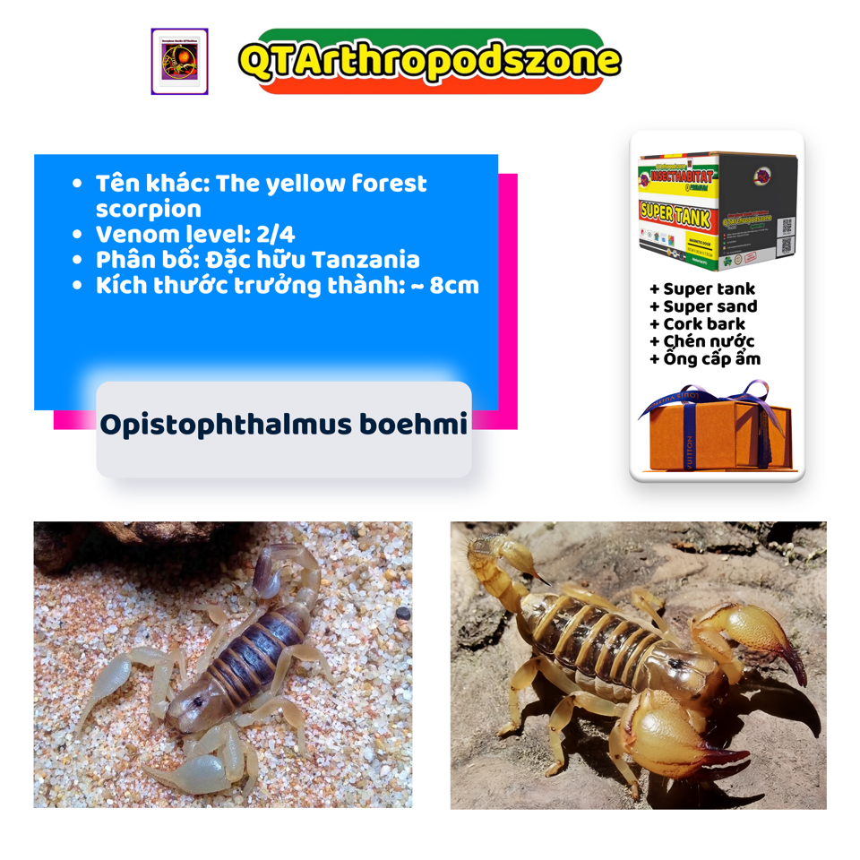 Opistophthalmus boehmi-duoc-ban-tai-QTArthropodszone (Scorpions Exotic QTVietNam & SpiderHia)