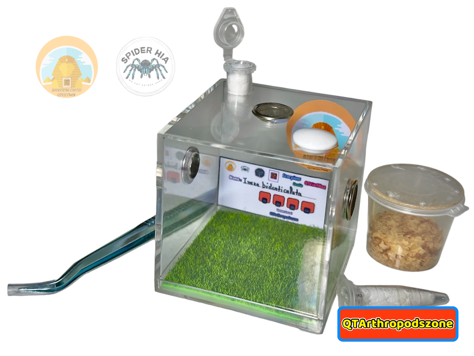 Irura bidenticulata-duoc-ban-tai-QTArthropodszone (Scorpions Exotic QTVietNam & SpiderHia)