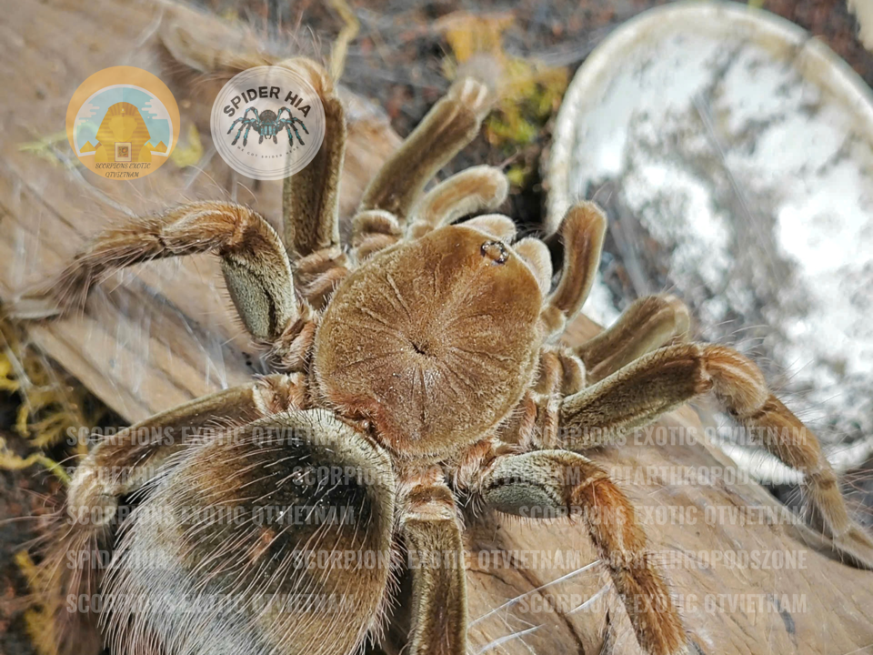 M + FM 14cm Pamphobeteus sp Manganegra-duoc-ban-tai-QTArthropodszone (Scorpions Exotic QTVietNam & SpiderHia)