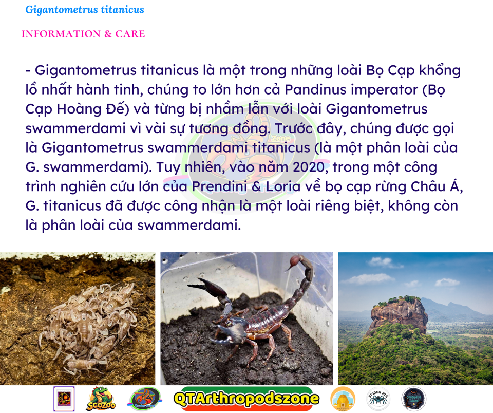 Gigantometrus titanicus -duoc-ban-tai-QTArthropodszone (Scorpions Exotic QTVietNam & SpiderHia)