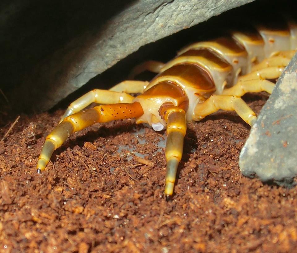 Scolopendra gigantea "Gold" morph-duoc-ban-tai-QTArthropodszone (Scorpions Exotic QTVietNam & SpiderHia)