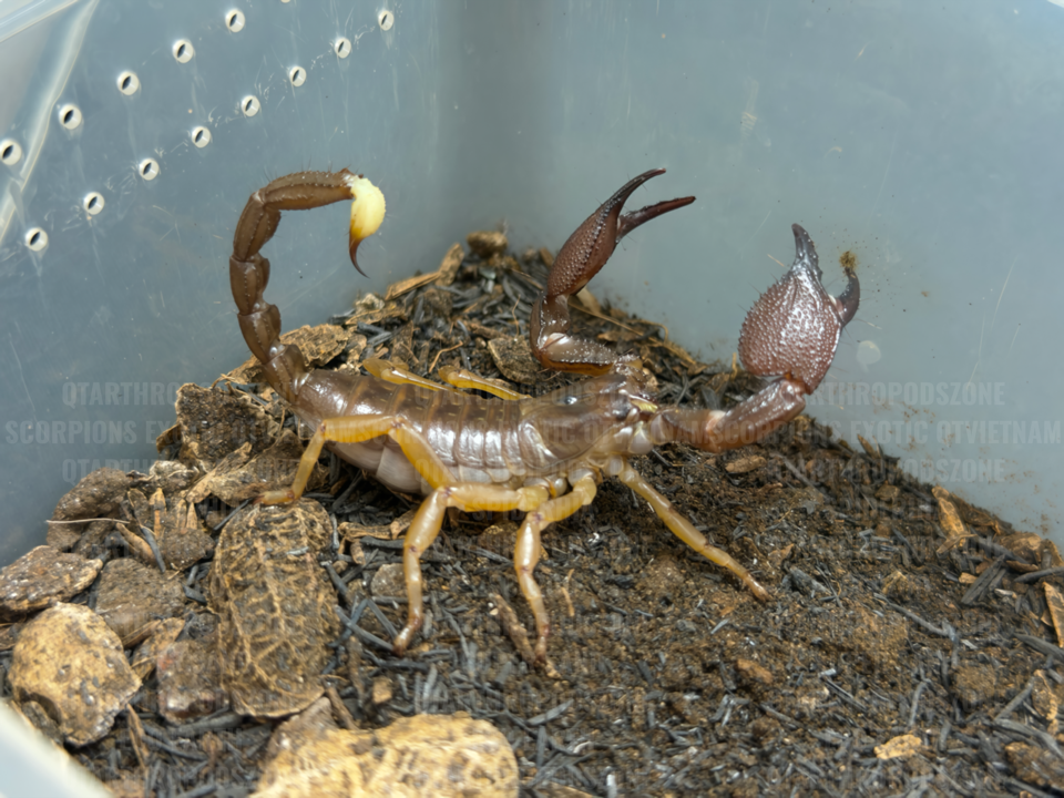 Chersonesometrus fulvipes (Heterometrus fulvipes)-duoc-ban-tai-QTArthropodszone (Scorpions Exotic QTVietNam & SpiderHia)