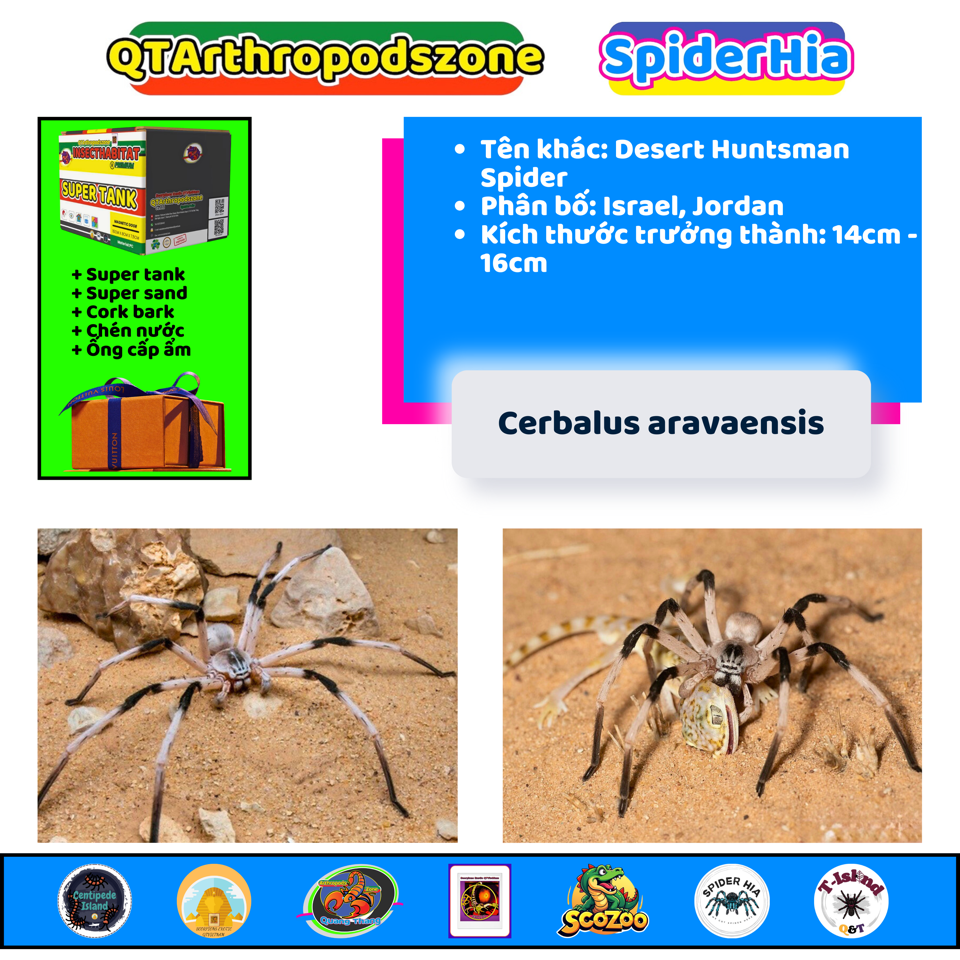 Cerbalus aravaensis-duoc-ban-tai-QTArthropodszone (Scorpions Exotic QTVietNam & SpiderHia)