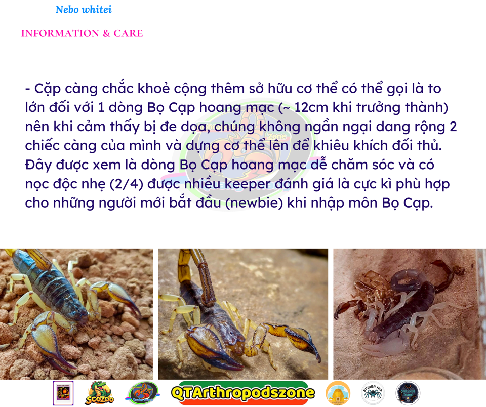 Nebo whitei-duoc-ban-tai-QTArthropodszone (Scorpions Exotic QTVietNam & SpiderHia)
