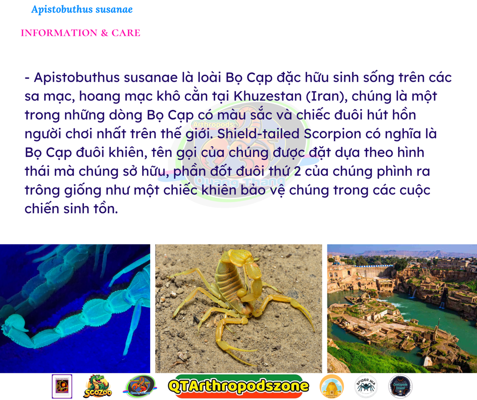 Apistobuthus susanae-duoc-ban-tai-QTArthropodszone (Scorpions Exotic QTVietNam & SpiderHia)