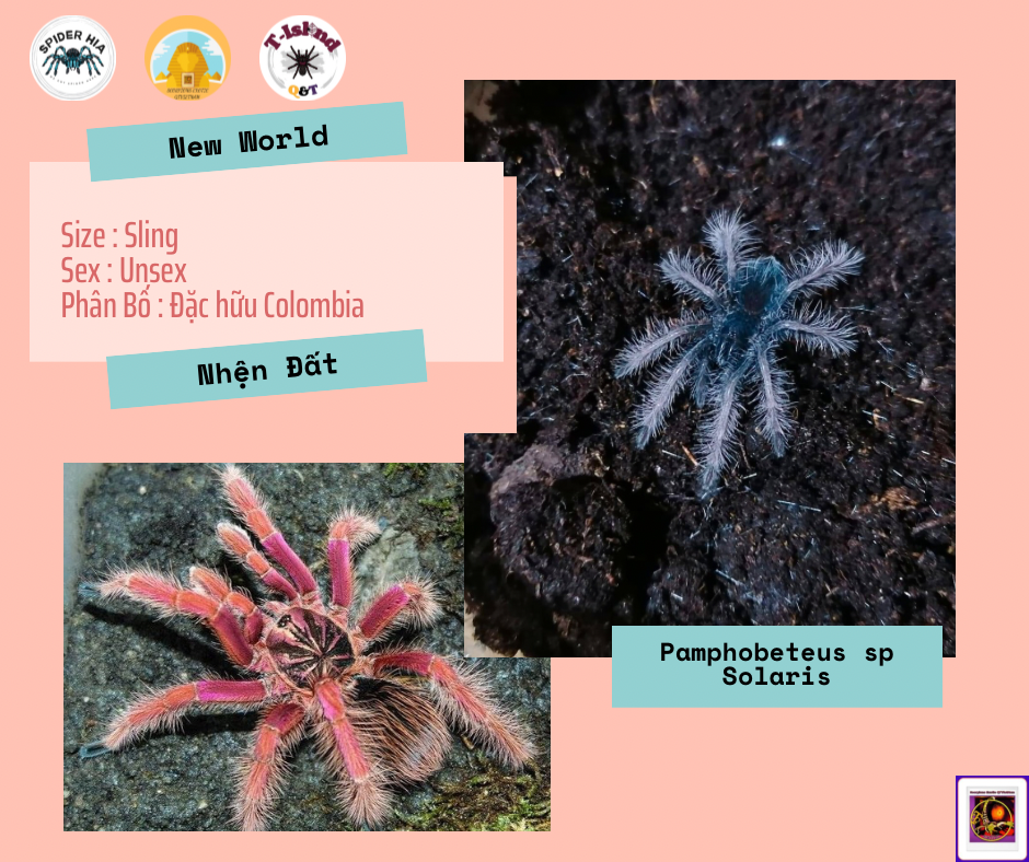 Pamphobeteus sp Solaris-duoc-ban-tai-QTArthropodszone (Scorpions Exotic QTVietNam & SpiderHia)