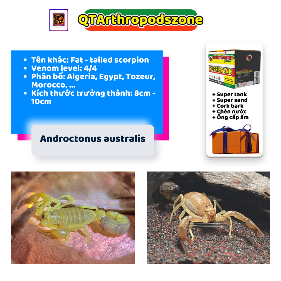 Androctonus australis -duoc-ban-tai-QTArthropodszone (Scorpions Exotic QTVietNam & SpiderHia)