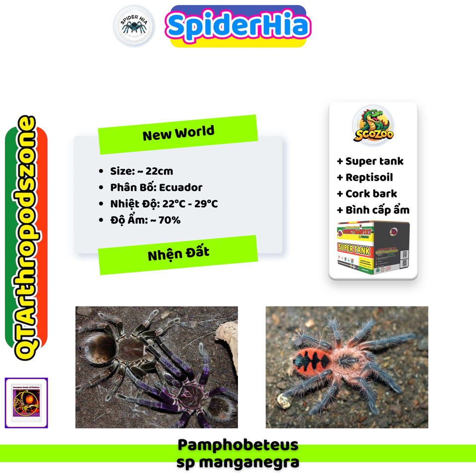 M + FM 14cm Pamphobeteus sp Manganegra-duoc-ban-tai-QTArthropodszone (Scorpions Exotic QTVietNam & SpiderHia)