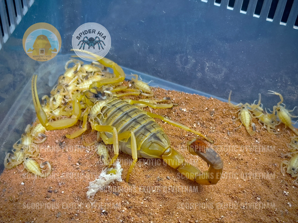 Leiurus quinquestriatus-duoc-ban-tai-QTArthropodszone (Scorpions Exotic QTVietNam & SpiderHia)