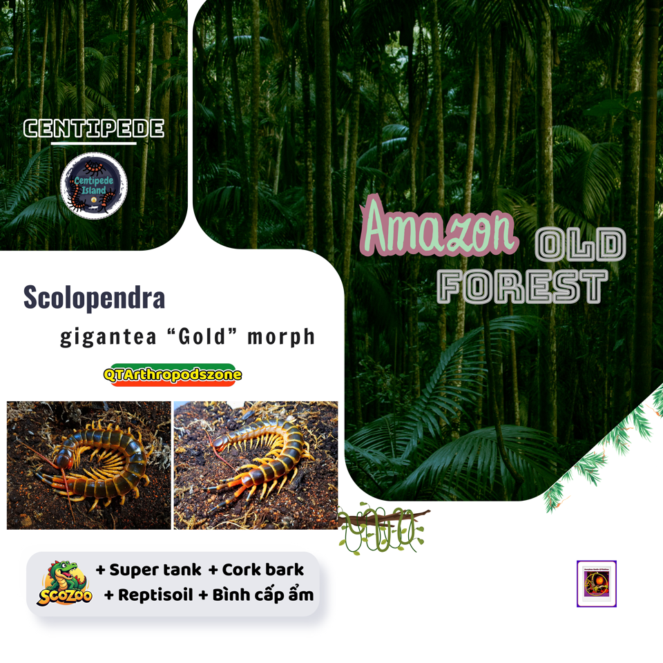 Scolopendra gigantea "Gold" morph-duoc-ban-tai-QTArthropodszone (Scorpions Exotic QTVietNam & SpiderHia)