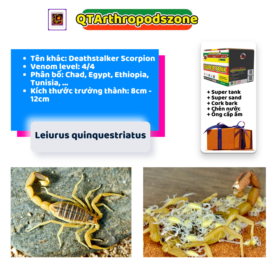 Leiurus quinquestriatus-duoc-ban-tai-QTArthropodszone (Scorpions Exotic QTVietNam & SpiderHia)