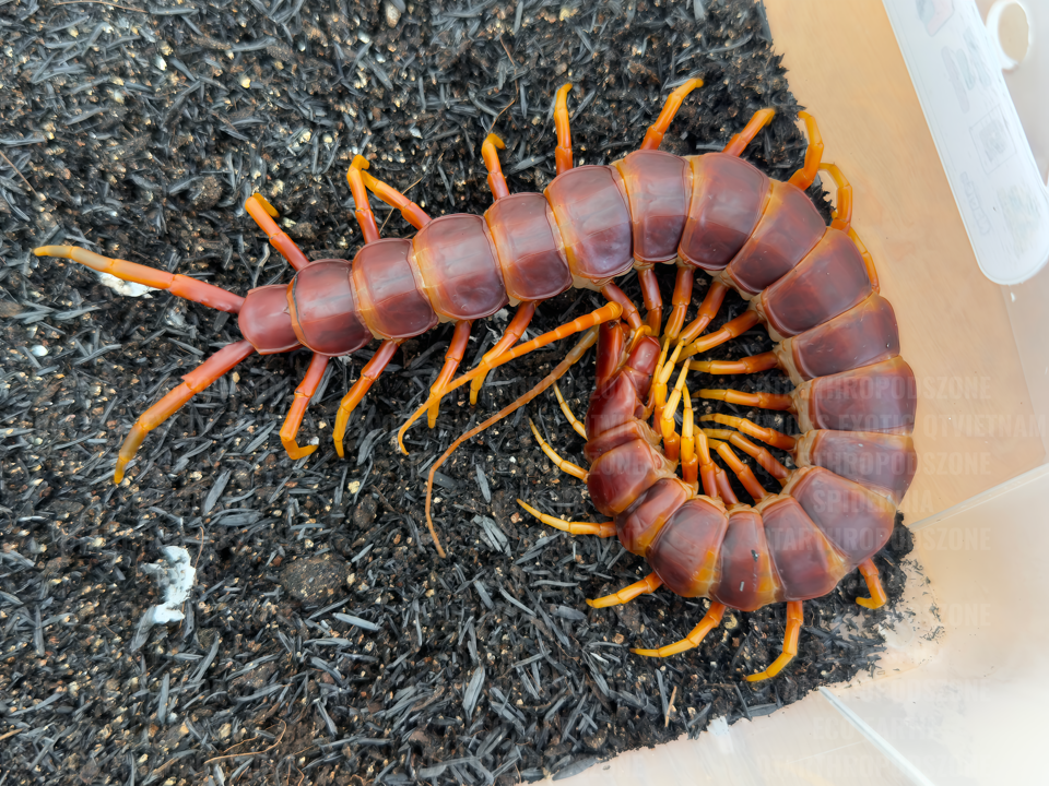 Scolopendra galapagoensis "Orange" (Darwin's Goliath Centipede)-duoc-ban-tai-QTArthropodszone (Scorpions Exotic QTVietNam & SpiderHia)