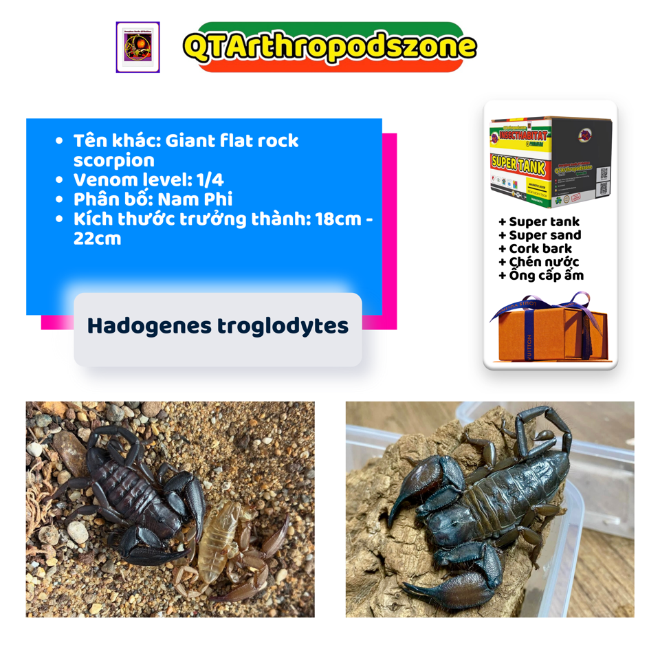 Hadogenes troglodytes (Giant Flat Rock Scorpion) (Bọ Cạp Đá Nam Phi)-duoc-ban-tai-QTArthropodszone (Scorpions Exotic QTVietNam & SpiderHia)