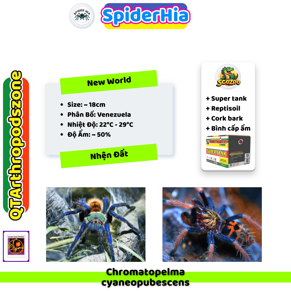 FM 10cm Chromatopelma cyaneopubescens (GBB Tarantula)-duoc-ban-tai-QTArthropodszone (Scorpions Exotic QTVietNam & SpiderHia)