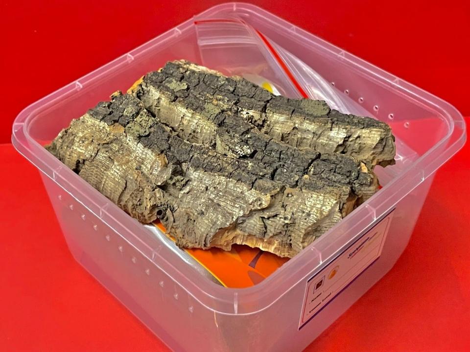Combo Nuôi Côn Trùng Sa Mạc 01-duoc-ban-tai-QTArthropodszone (Scorpions Exotic QTVietNam & SpiderHia)