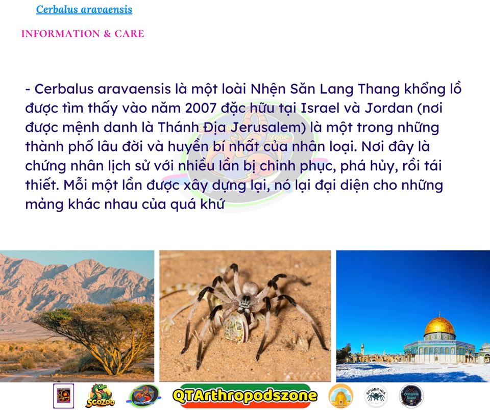 Cerbalus aravaensis-duoc-ban-tai-QTArthropodszone (Scorpions Exotic QTVietNam & SpiderHia)