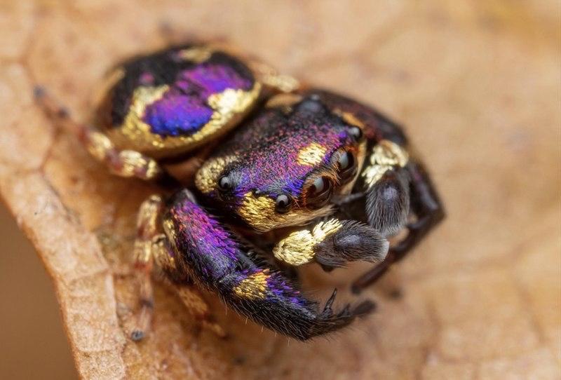 Irura bidenticulata-duoc-ban-tai-QTArthropodszone (Scorpions Exotic QTVietNam & SpiderHia)