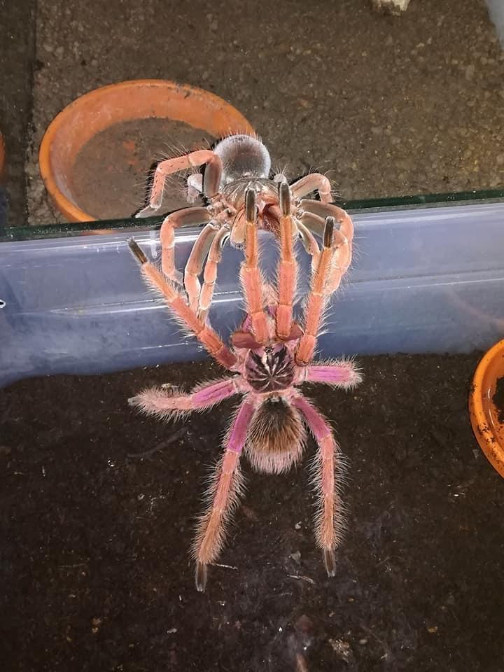 Pamphobeteus sp Solaris-duoc-ban-tai-QTArthropodszone (Scorpions Exotic QTVietNam & SpiderHia)