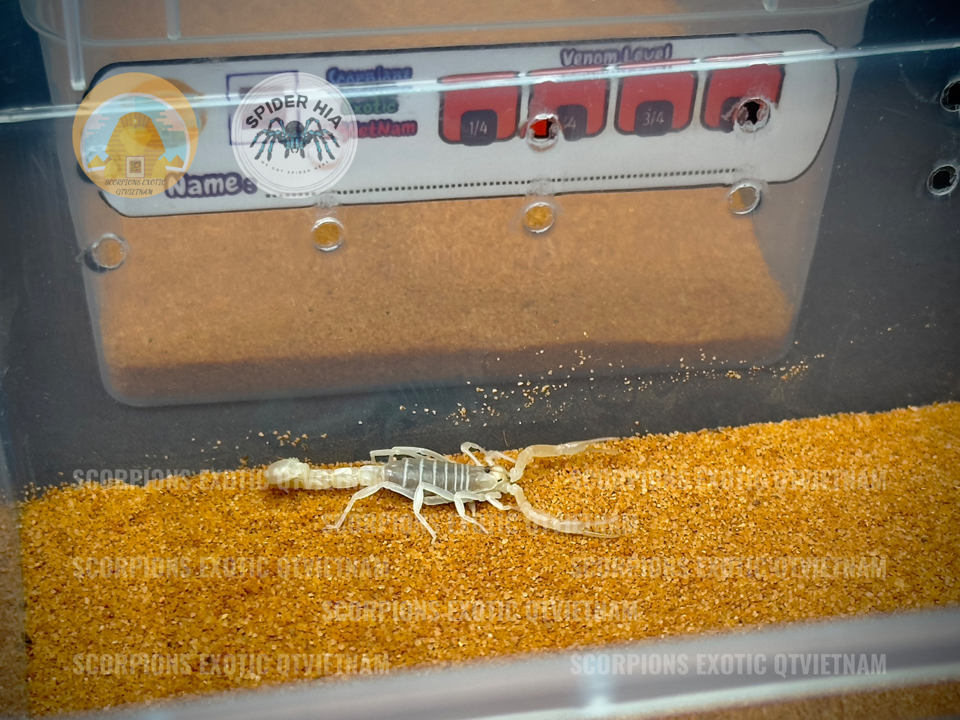 Androctonus finitimus-duoc-ban-tai-QTArthropodszone (Scorpions Exotic QTVietNam & SpiderHia)