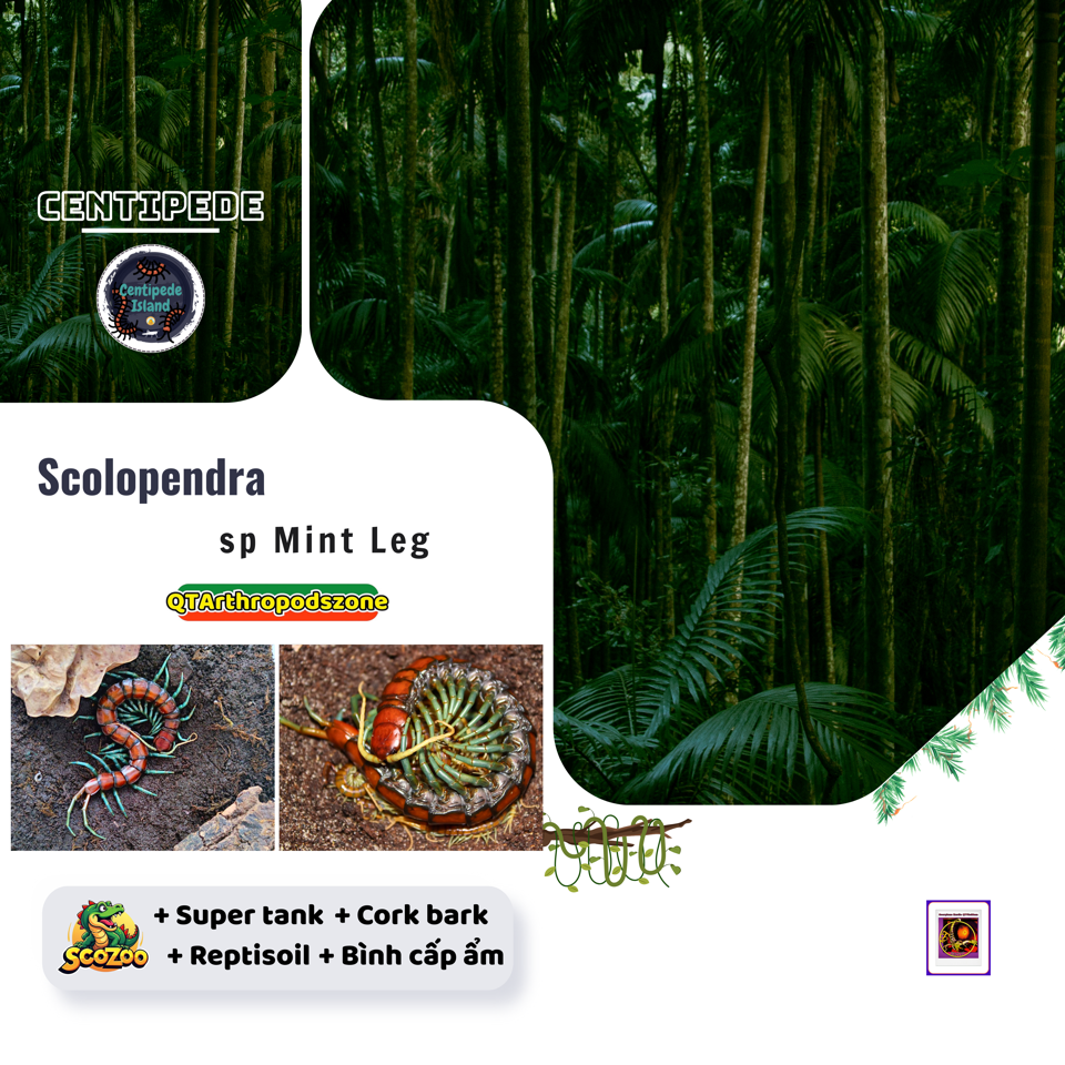 Scolopendra sp Mint Leg "White Beard"-duoc-ban-tai-QTArthropodszone (Scorpions Exotic QTVietNam & SpiderHia)