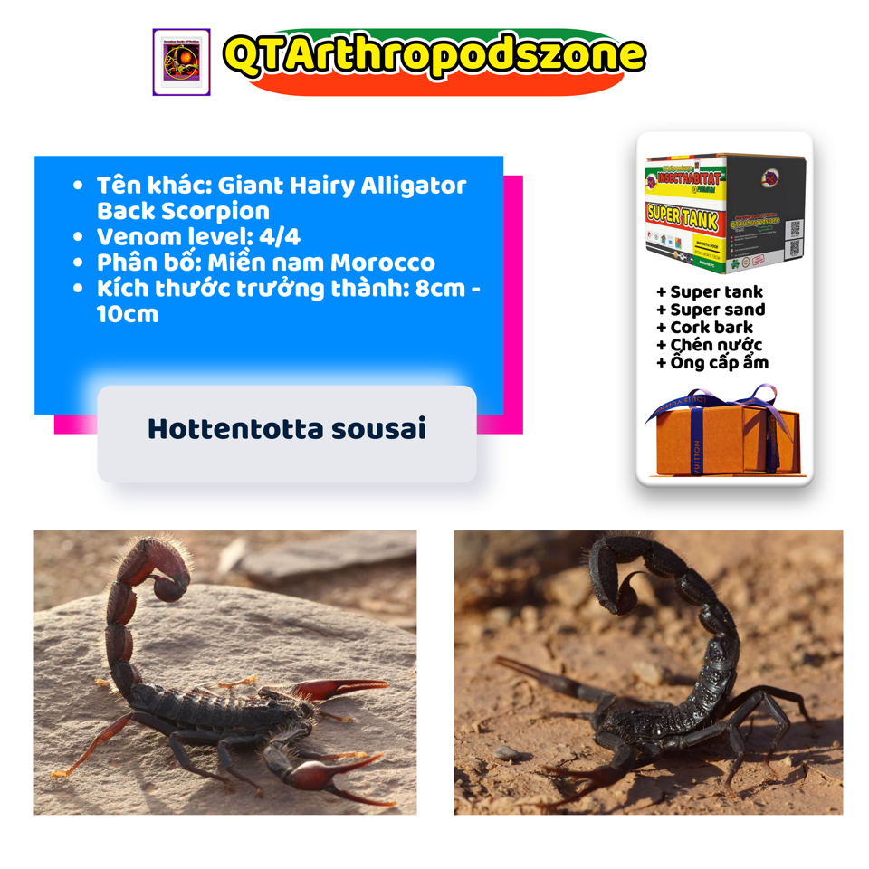 Hottentotta sousai-duoc-ban-tai-QTArthropodszone (Scorpions Exotic QTVietNam & SpiderHia)