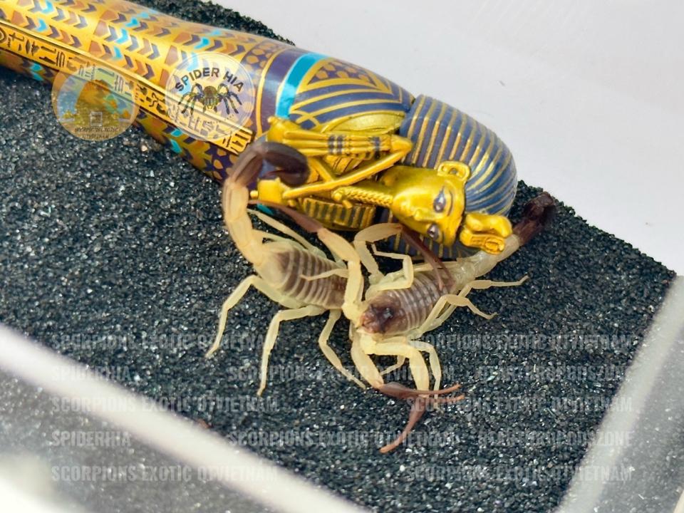 Hottentotta salei "Bright" morph-duoc-ban-tai-QTArthropodszone (Scorpions Exotic QTVietNam & SpiderHia)