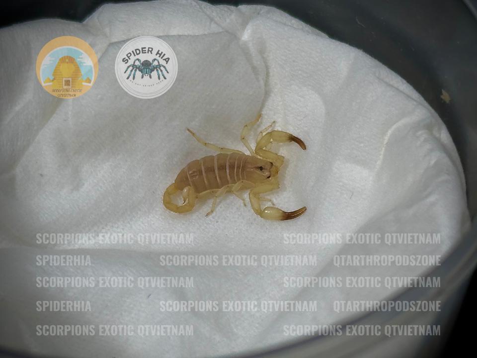 Hemiscorpius lepturus-duoc-ban-tai-QTArthropodszone (Scorpions Exotic QTVietNam & SpiderHia)