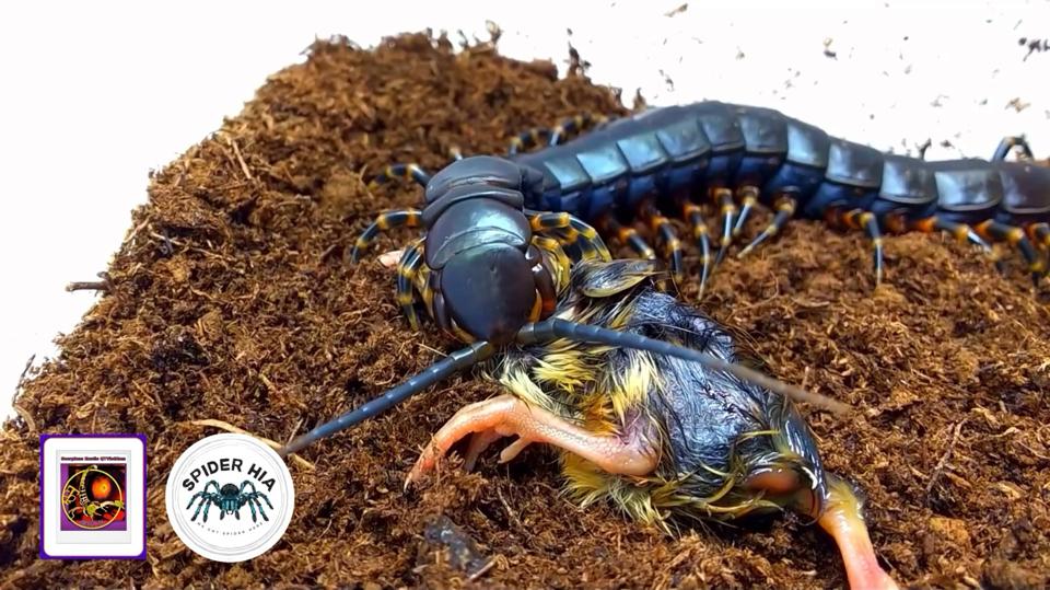 Scolopendra gigantea "Black" morph-duoc-ban-tai-QTArthropodszone (Scorpions Exotic QTVietNam & SpiderHia)