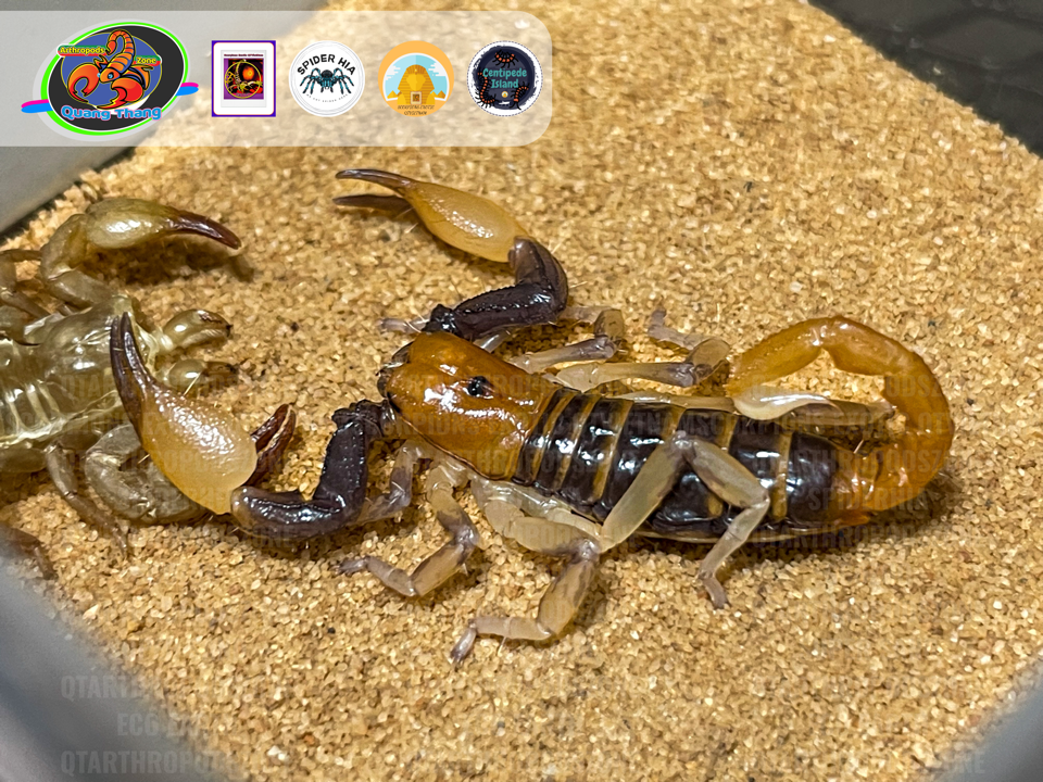Opistophthalmus carinatus-duoc-ban-tai-QTArthropodszone (Scorpions Exotic QTVietNam & SpiderHia)