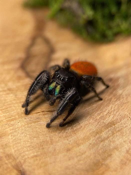 Phidippus texanus-duoc-ban-tai-QTArthropodszone (Scorpions Exotic QTVietNam & SpiderHia)