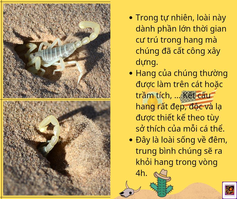 Smeringurus mesaensis - Dune Scorpion-duoc-ban-tai-QTArthropodszone (Scorpions Exotic QTVietNam & SpiderHia)