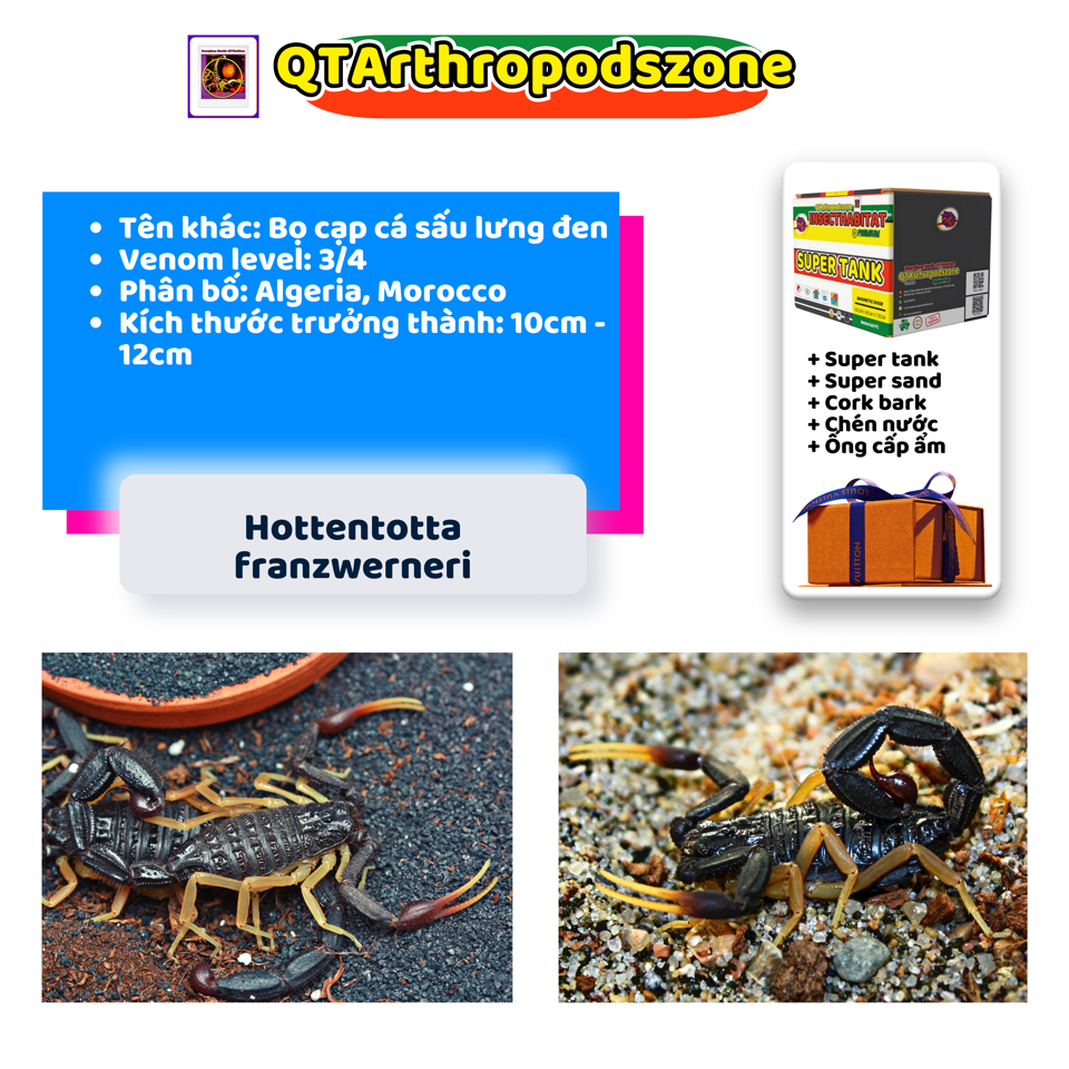 Hottentotta franzwerneri-duoc-ban-tai-QTArthropodszone (Scorpions Exotic QTVietNam & SpiderHia)