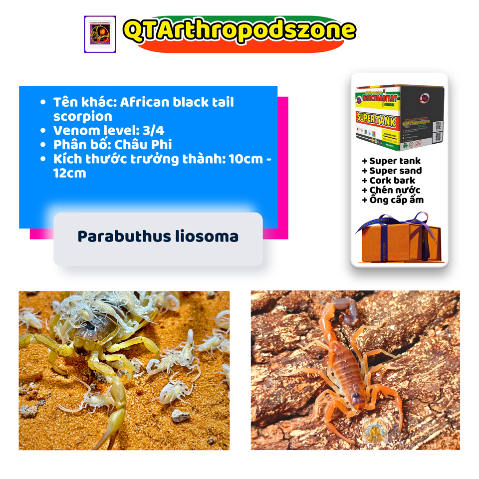 Parabuthus liosoma-duoc-ban-tai-QTArthropodszone (Scorpions Exotic QTVietNam & SpiderHia)