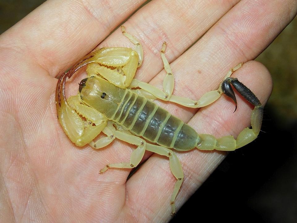 Opistophthalmus wahlbergii (Kalahari Burrower Scorpion)-duoc-ban-tai-QTArthropodszone (Scorpions Exotic QTVietNam & SpiderHia)