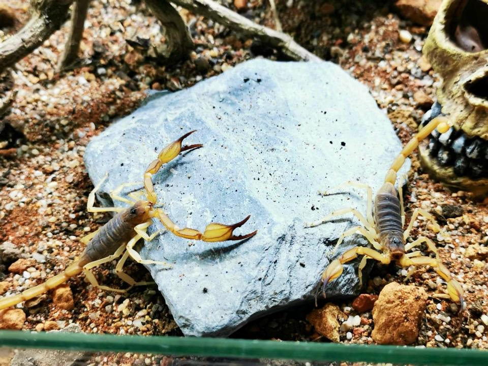 Smeringurus vachoni-duoc-ban-tai-QTArthropodszone (Scorpions Exotic QTVietNam & SpiderHia)