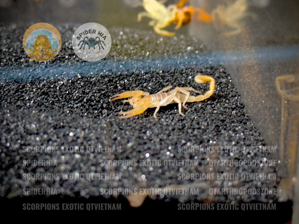 Smeringurus mesaensis - Dune Scorpion-duoc-ban-tai-QTArthropodszone (Scorpions Exotic QTVietNam & SpiderHia)