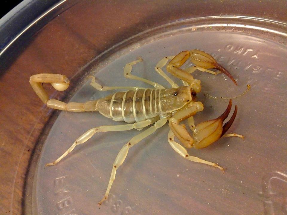 Smeringurus vachoni-duoc-ban-tai-QTArthropodszone (Scorpions Exotic QTVietNam & SpiderHia)