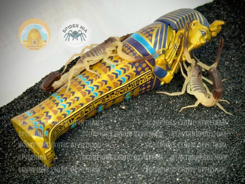 Hottentotta salei "Bright" morph-duoc-ban-tai-QTArthropodszone (Scorpions Exotic QTVietNam & SpiderHia)