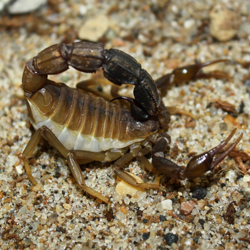 Androctonus baluchicus "Bright" morph-duoc-ban-tai-QTArthropodszone (Scorpions Exotic QTVietNam & SpiderHia)