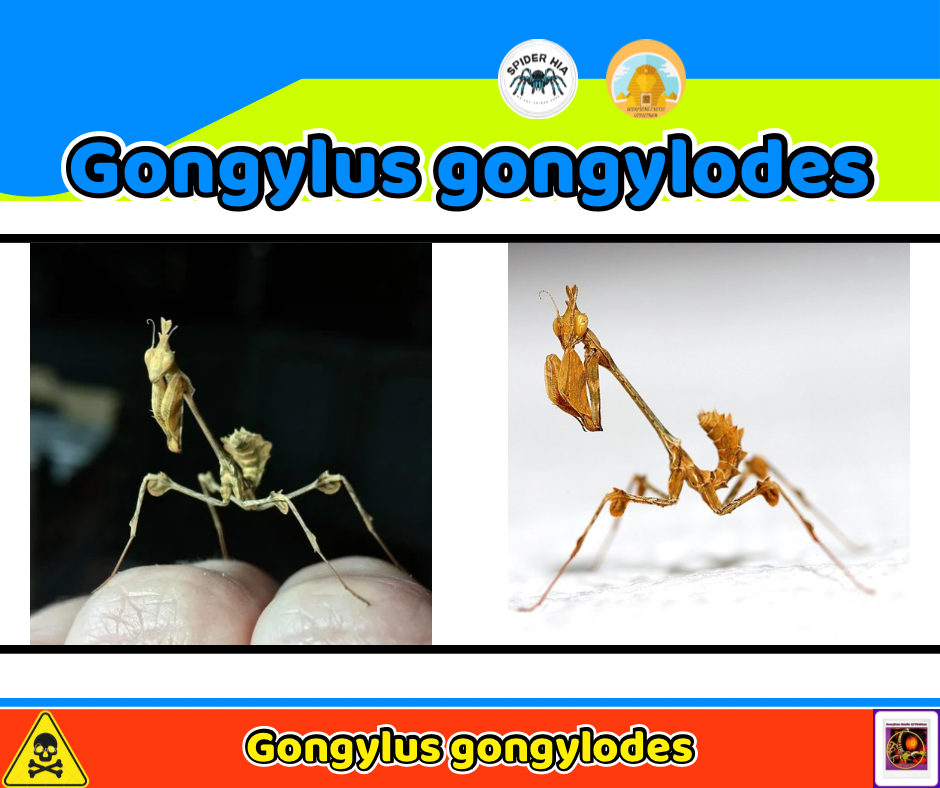 Gongylus gongylodes-duoc-ban-tai-QTArthropodszone (Scorpions Exotic QTVietNam & SpiderHia)