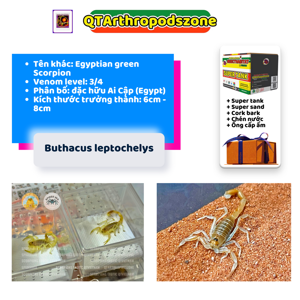 Buthacus leptochelys-duoc-ban-tai-QTArthropodszone (Scorpions Exotic QTVietNam & SpiderHia)