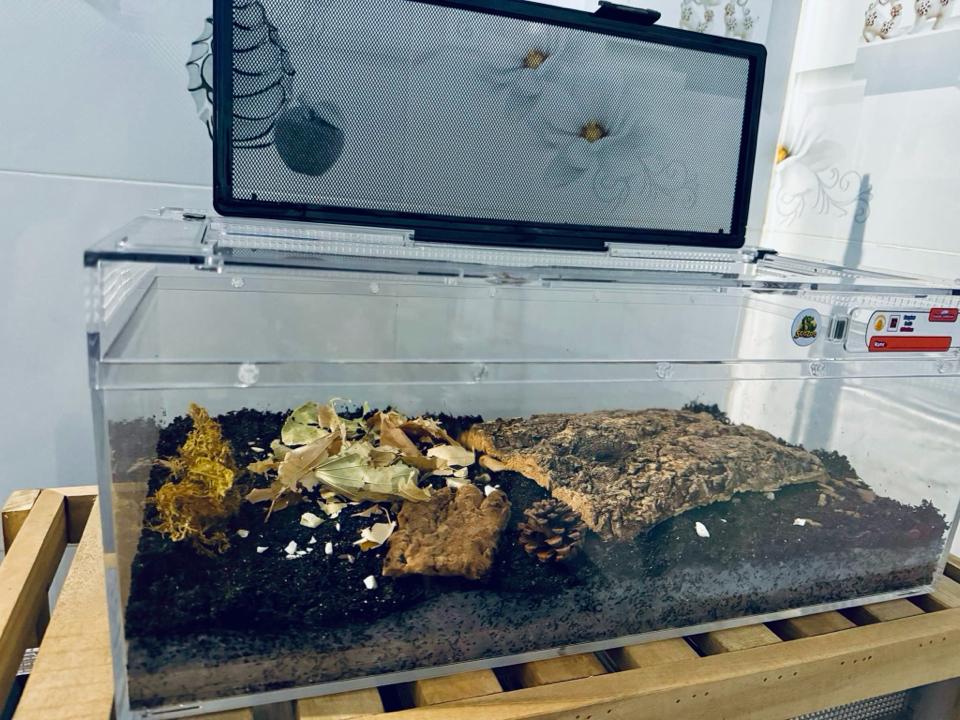 Super Tank Mica QTA01: Hộp Mica Nuôi Côn Trùng Và Bò Sát Chuyên Dụng Chính Hãng-duoc-ban-tai-QTArthropodszone (Scorpions Exotic QTVietNam & SpiderHia)