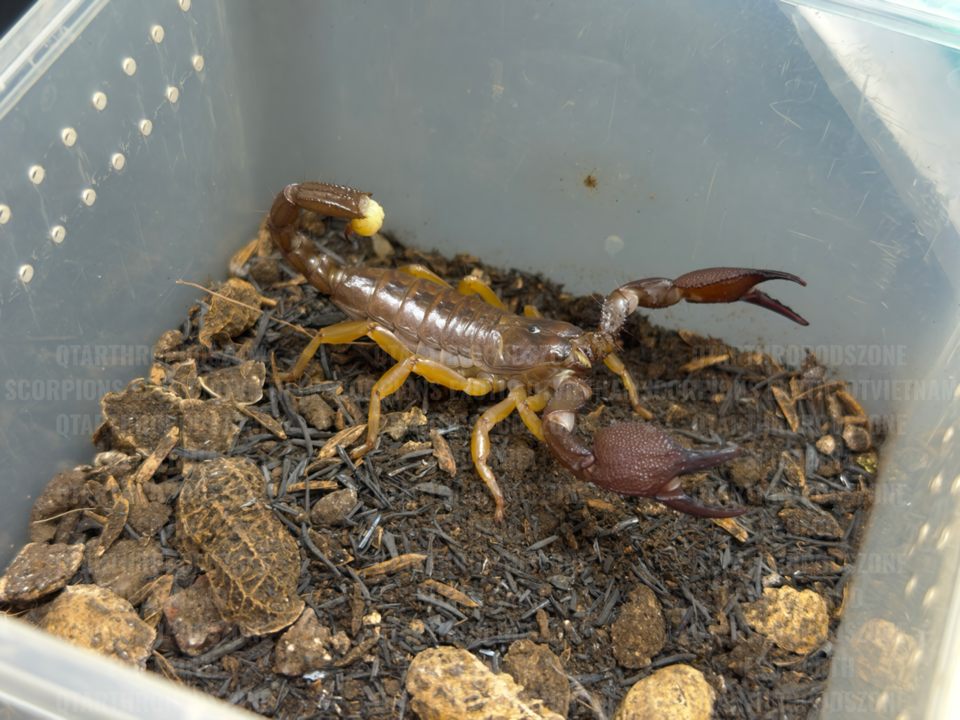 Chersonesometrus fulvipes (Heterometrus fulvipes)-duoc-ban-tai-QTArthropodszone (Scorpions Exotic QTVietNam & SpiderHia)