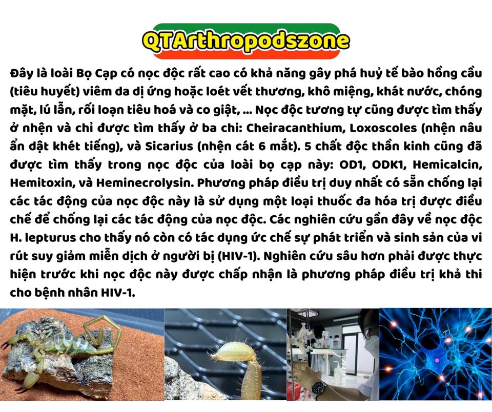 Hemiscorpius lepturus-duoc-ban-tai-QTArthropodszone (Scorpions Exotic QTVietNam & SpiderHia)